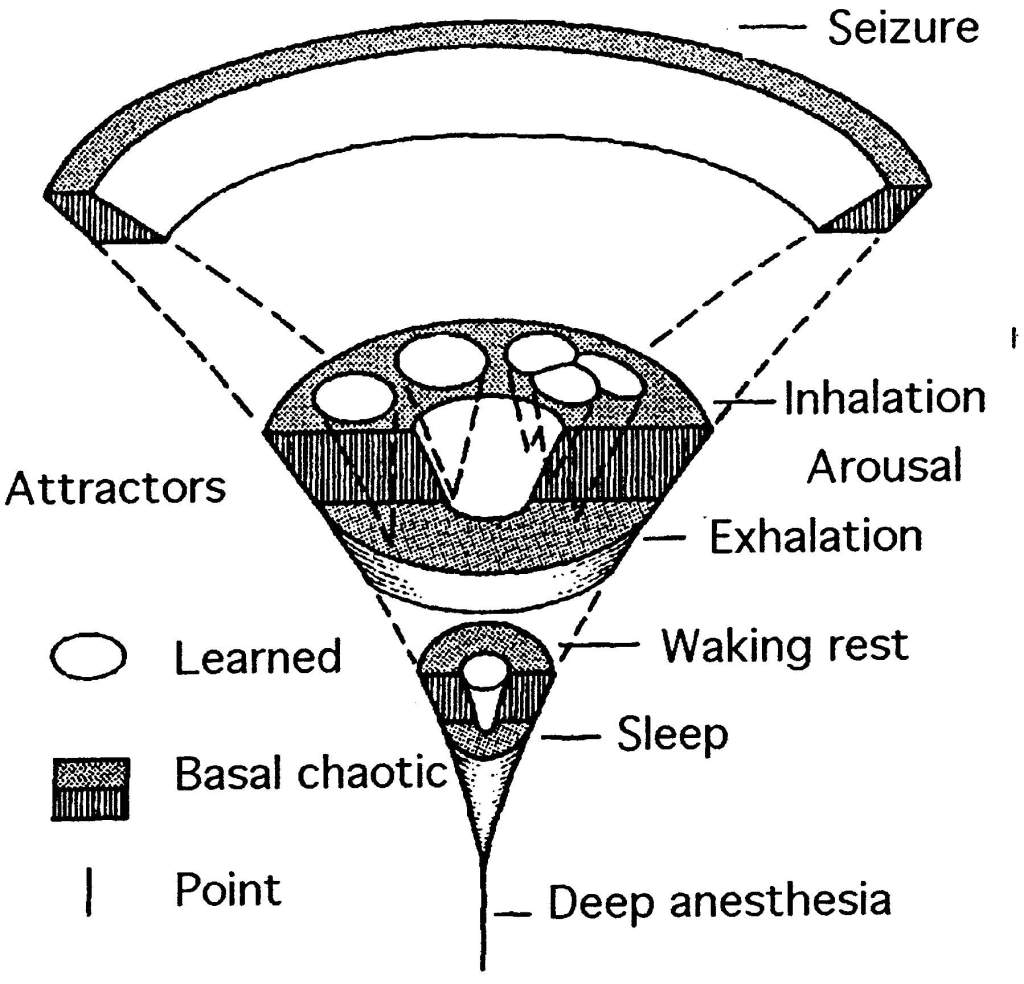 Freeman mesoscopics — brain dynamics and complexity